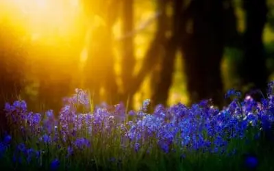 flowers in a forest with light shining through