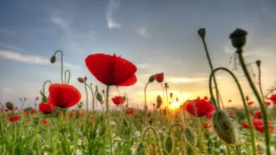 poppy field at sunset