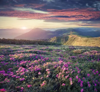 Blossom carpet of pink rhododendron flowers in the mountains at sunrise, indicating the territory of living your soul purpose.