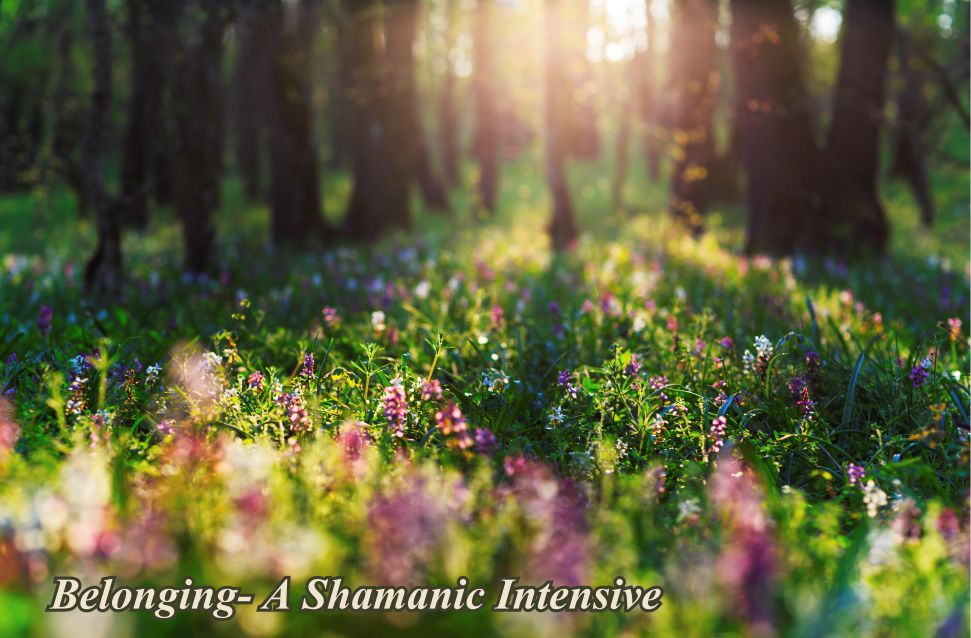 Sunlight on a field of flowers in a forest with text "Belonging- A Shamanic Intensive"