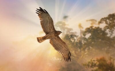 Hawk in flight against sunset.