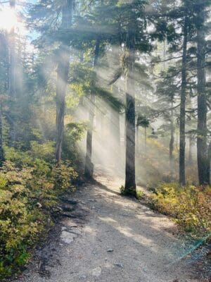 Path through forest with light shining through the trees representing entity clearing.